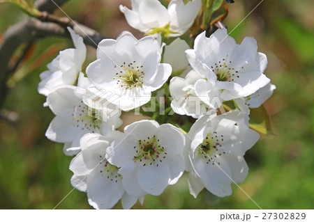 梨の花 27302829