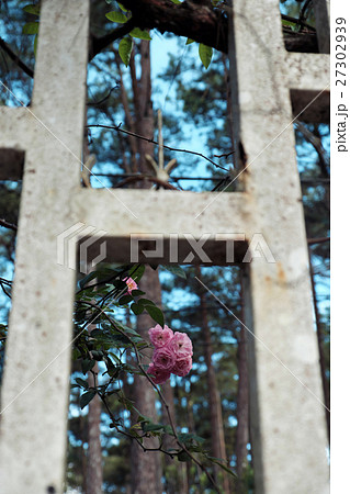 pink rose flower trellis in Da lat city 27302939