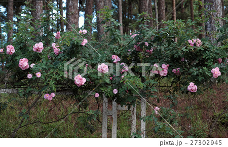 pink rose flower trellis in Dalat city pink rose flower trellis in Dalat city 27302945