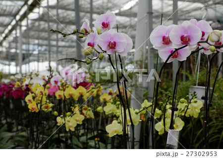 Spring flower for Tet, Dalat orchid garden Spring flower for Tet, Dalat orchid garden 27302953