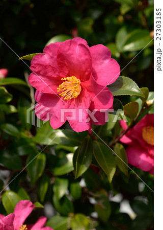 山茶花の花 山茶花の花 27303185