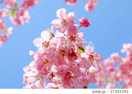 ハナカイドウ ハナカイドウ 27303391