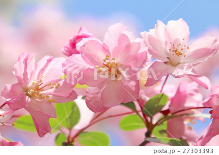 ハナカイドウ 27303393