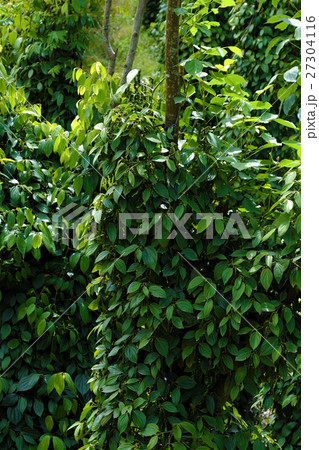 peppercorn at Vietnam pepper field 27304116