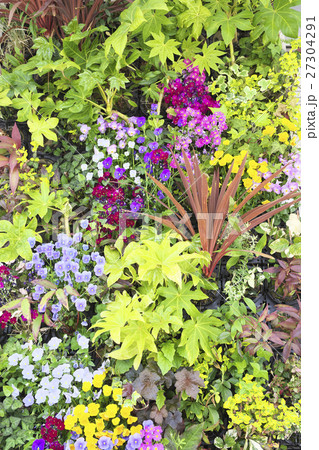 建物壁面に寄せ植えした植物 27304291