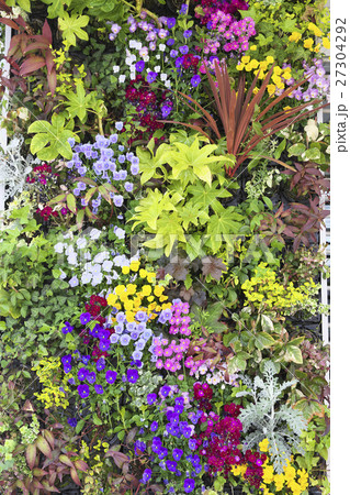 建物壁面に寄せ植えした植物 建物壁面に寄せ植えした植物 27304292