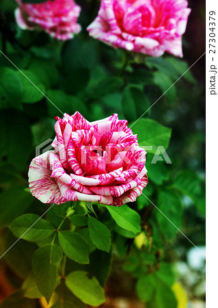Macro of amazing bicolor pink-white rose blooming. Macro of amazing bicolor pink-white rose blooming. 27304379