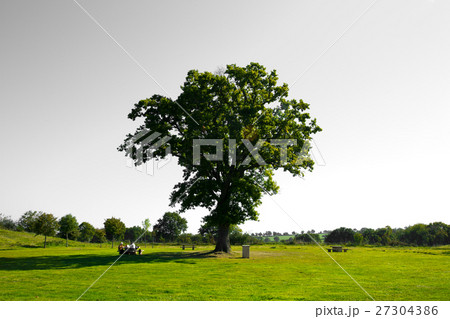 Big green tree Big green tree 27304386