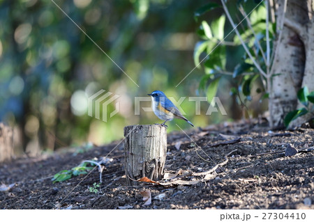 ルリビタキab ルリビタキab 27304410