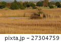 冬の湿原 27304759