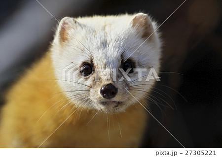 テン 貂 の写真素材