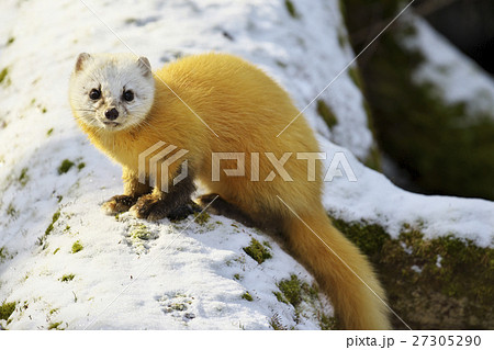 テン(貂) 27305290