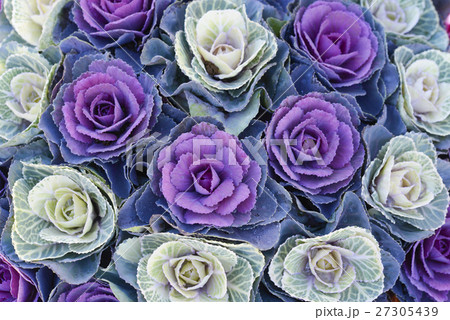 葉牡丹　葉ボタン　ハボタン 27305439