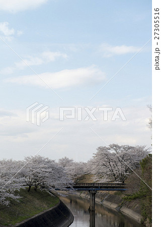 新境川と百十郎桜 新境川と百十郎桜 27305516