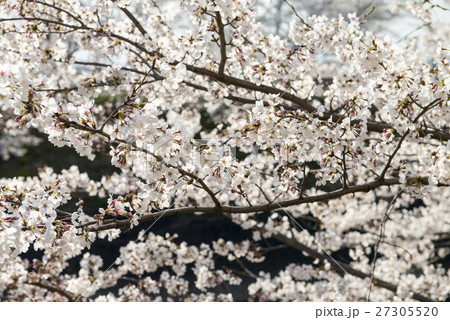 新境川と百十郎桜 27305520