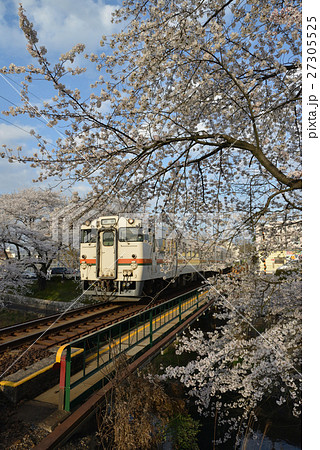 新境川と百十郎桜 27305525