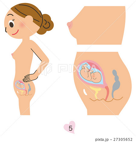 妊婦 5ヶ月のイラスト素材