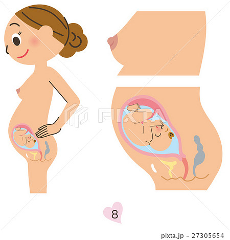 妊婦 8ヶ月 妊婦 8ヶ月 27305654