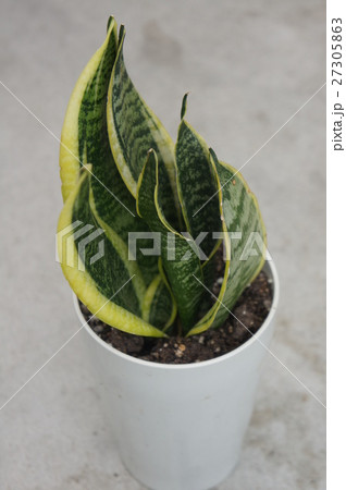 サンスべリア サンスべリア 27305863