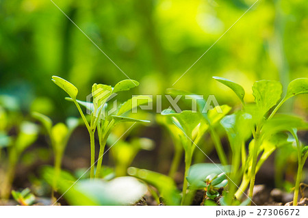 Small plant is growing 27306672
