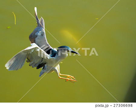 鳥 バーディー 小鳥 27306698