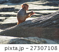 アカゲザルの赤ちゃん 27307108