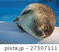 ゴマフアザラシの昼寝 27307111
