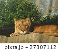 メスのライオン 27307112