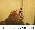 ライオンのあくび 27307114