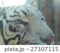 ホワイトタイガーの顔 27307115