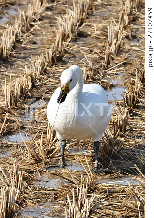 えさ場にて えさ場にて 27307459
