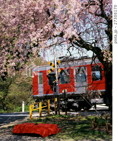 箱根登山鉄道と桜 箱根登山鉄道と桜 27308170