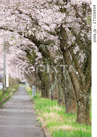 鳥取県　大岩の桜並木 27308899