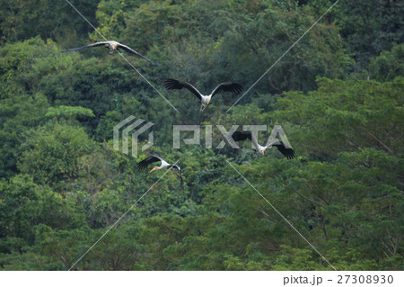 Painted Stork bird flying Painted Stork bird flying 27308930