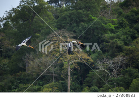 couples  Painted Stork  bird flying 27308933