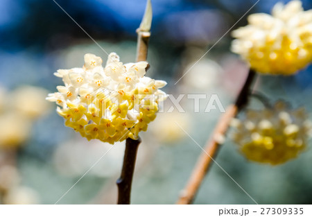 ミツマタ　Edgeworthia chrysantha 27309335
