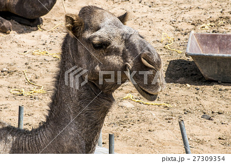 Camel funny looking inside Camera Oman salalah 5 Camel funny looking inside Camera Oman salalah 5 27309354