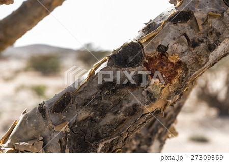 Frankincense tree plantage agriculture desert Oman 27309369