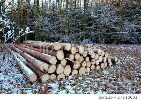 Pile of wood logs in the forest in winter. 27310603