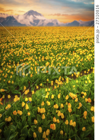 yellow tulips yellow tulips 27310816