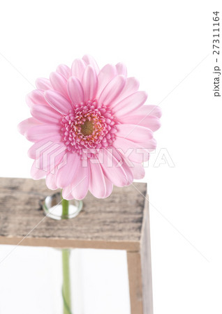 daisy flower in test tubes daisy flower in test tubes 27311164