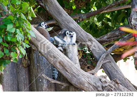 ハワイ ホノルル動物園 ワオキツネザルの写真素材