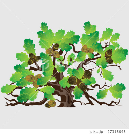 Big green oak tree with acorns vector illustration 27313043
