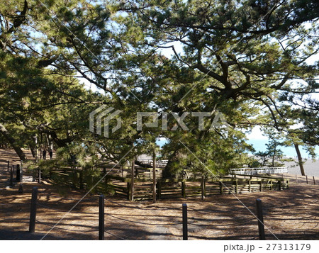 羽衣の松(三保の松原) 羽衣の松(三保の松原) 27313179
