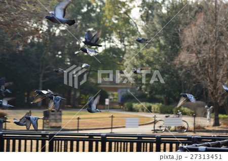 伊丹市 昆陽池公園でハトの飛行 伊丹市 昆陽池公園でハトの飛行 27313451
