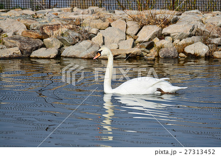 伊丹市　昆陽池公園のコブハクチョウ 27313452