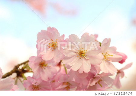 桜(思川桜) 桜(思川桜) 27313474