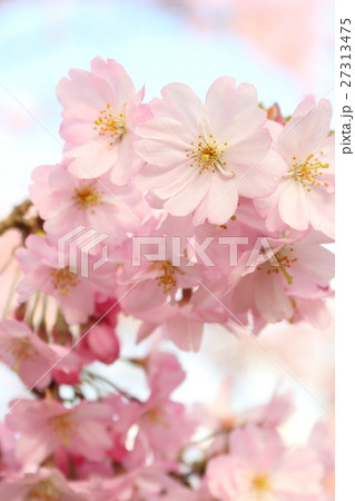 桜(思川桜) 桜(思川桜) 27313475