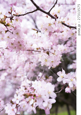 桜（ハイキー） 27313575