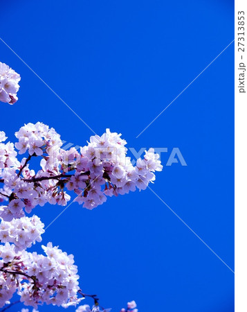 桜 27313853